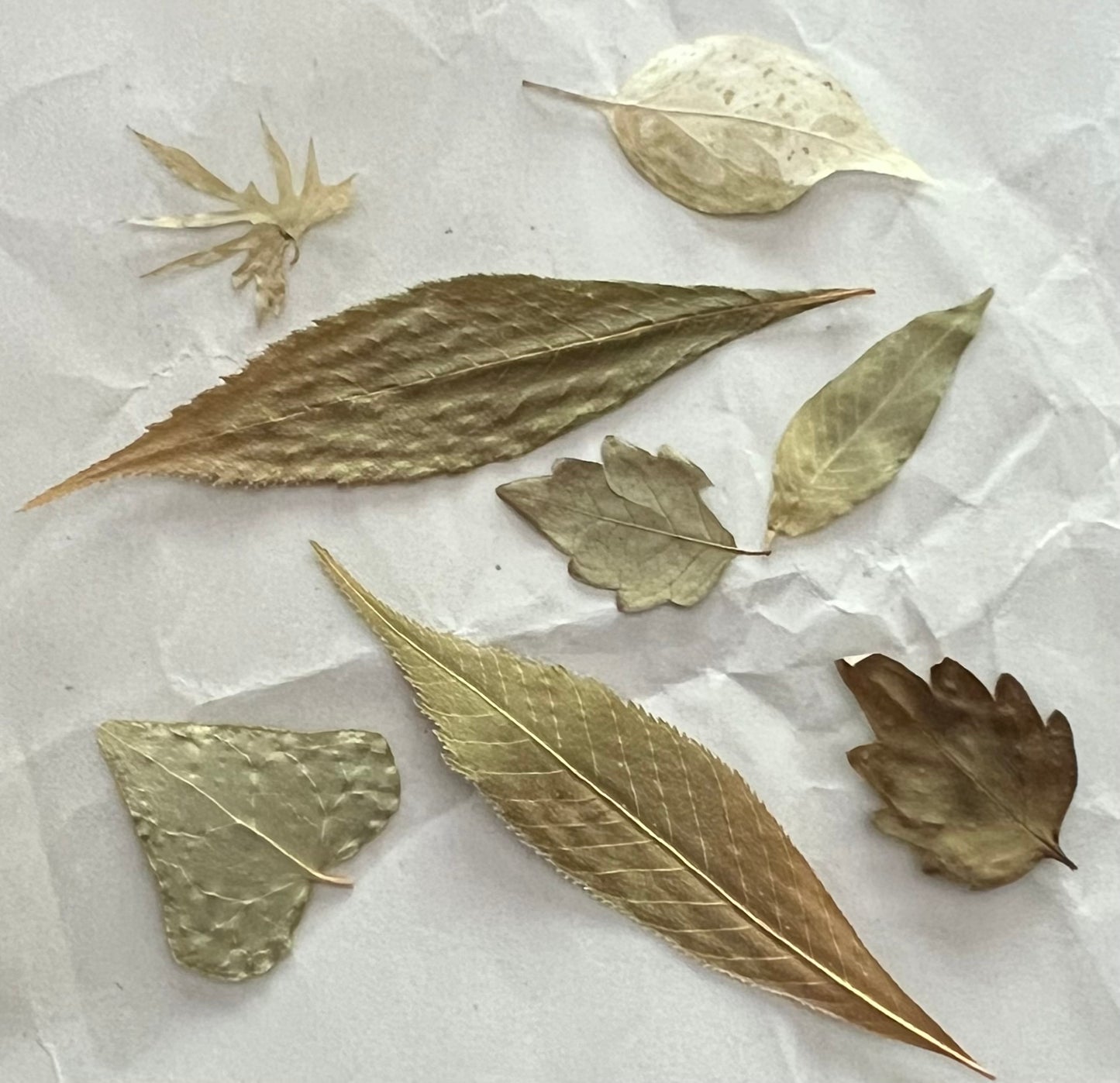 Echoes on Cloth and Paper