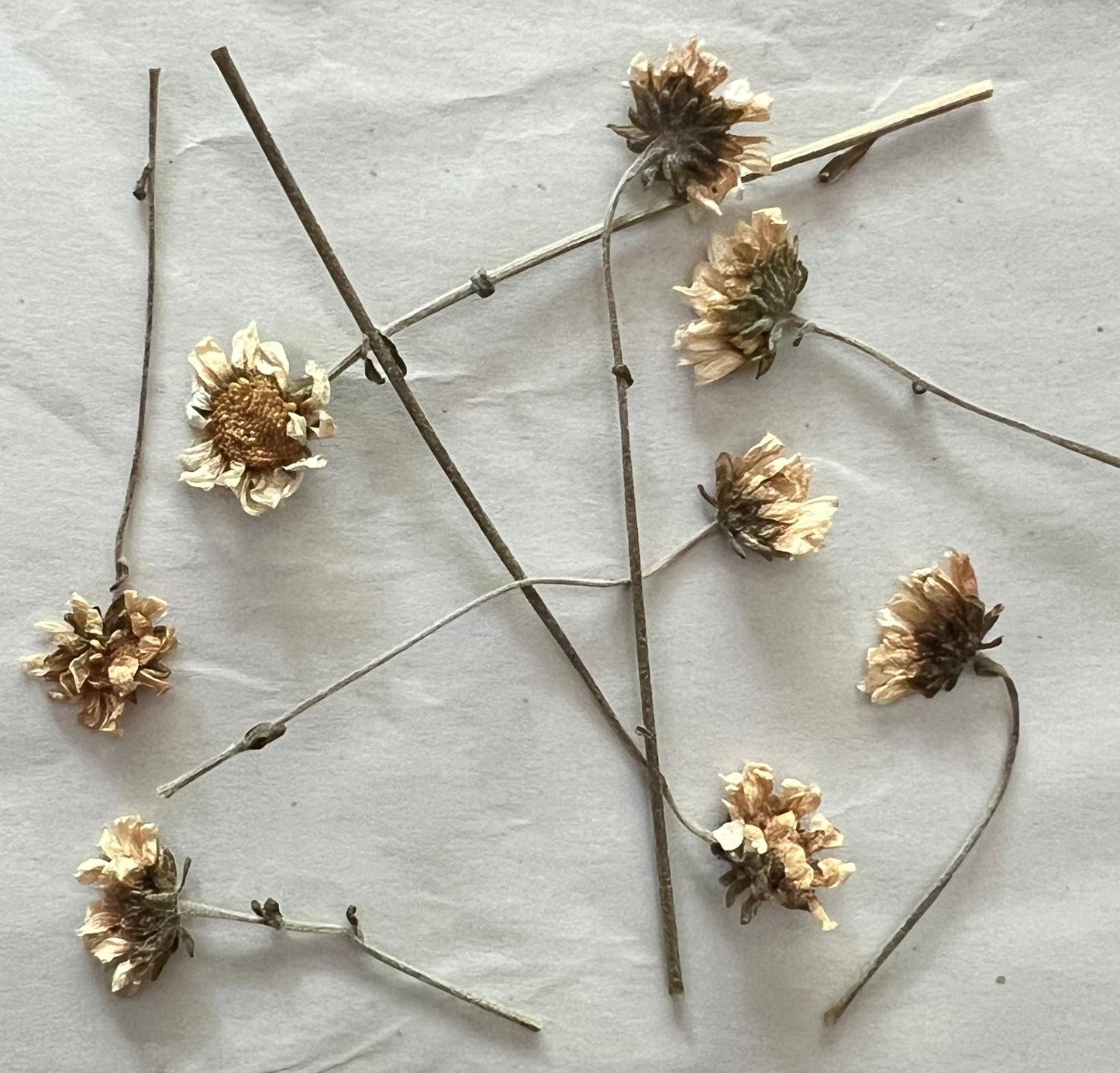 Echoes on Cloth and Paper